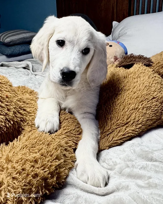 Dark Purple Collar Girl, a female English Cream Golden Retriever for sale in Mountain Top, PA – Photo 1 of 10