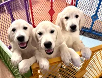 Dark Purple Collar Girl, a female English Cream Golden Retriever for sale in Mountain Top, PA – Photo 3 of 10