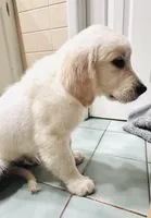 Dark Purple Collar Girl, a female English Cream Golden Retriever for sale in Mountain Top, PA – Photo 4 of 10