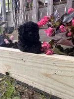 Lacy, a female Yorkipoo for sale in Cassville, MO – 4 of 4