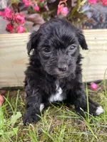 Pearl, a female Yorkipoo for sale in Cassville, MO – 2 of 9