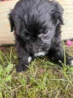 Pearl, a female Yorkipoo for sale in Cassville, MO – 9 of 9