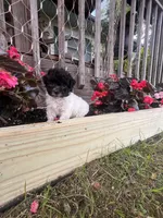 Bell, a female Yorkipoo for sale in Cassville, MO – 5 of 10