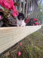 Bell, a female Yorkipoo for sale in Cassville, MO – 9 of 10