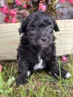 Pearl, a female Yorkipoo for sale in Cassville, MO – 5 of 9