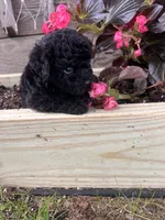 Lacy, a female Yorkipoo for sale in Cassville, MO – 2 of 4