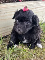 Pearl, a female Yorkipoo for sale in Cassville, MO – 8 of 9