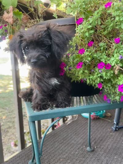 Lacy, a female Yorkipoo for sale in Cassville, MO – 5 of 10