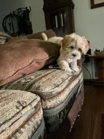Oscar, a male Yorkipoo for sale in Cassville, MO – 9 of 10