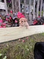 Leroy, a male Yorkipoo for sale in Cassville, MO – 2 of 6