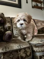 Oscar, a male Yorkipoo for sale in Cassville, MO – 7 of 10