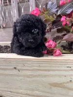 Lacy, a female Yorkipoo for sale in Cassville, MO – 1 of 4