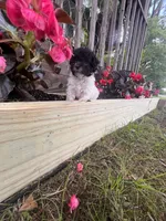 Bell, a female Yorkipoo for sale in Cassville, MO – 10 of 10