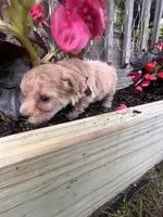 Leroy, a male Yorkipoo for sale in Cassville, MO – 5 of 6