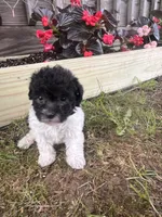 Bell, a female Yorkipoo for sale in Cassville, MO – 3 of 10