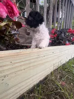 Bell, a female Yorkipoo for sale in Cassville, MO – 7 of 10
