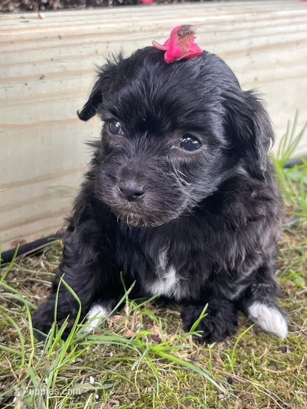 Pearl – Yorkipoo puppy for sale in Cassville, MO