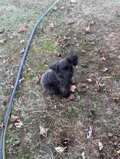 Lacy, a female Yorkipoo for sale in Cassville, MO – 6 of 10