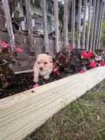 Leroy, a male Yorkipoo for sale in Cassville, MO – 3 of 6