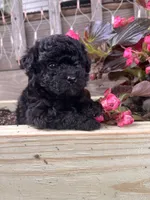 Lacy, a female Yorkipoo for sale in Cassville, MO – 3 of 4