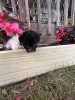 Bell, a female Yorkipoo for sale in Cassville, MO – 6 of 10