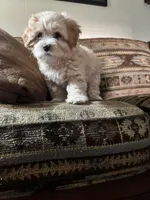Oscar, a male Yorkipoo for sale in Cassville, MO – 3 of 10