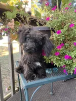 Lacy, a female Yorkipoo for sale in Cassville, MO – 3 of 10