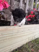 Bell, a female Yorkipoo for sale in Cassville, MO – 2 of 10