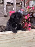 Pearl, a female Yorkipoo for sale in Cassville, MO – 4 of 9