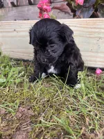 Pearl, a female Yorkipoo for sale in Cassville, MO – 6 of 9