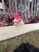 Leroy, a male Yorkipoo for sale in Cassville, MO – 6 of 6