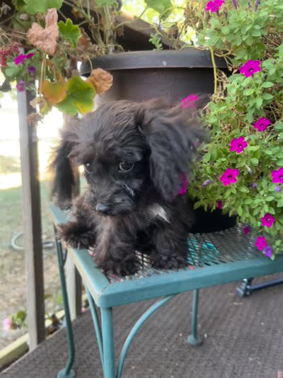 Lacy, a female Yorkipoo for sale in Cassville, MO – 4 of 10