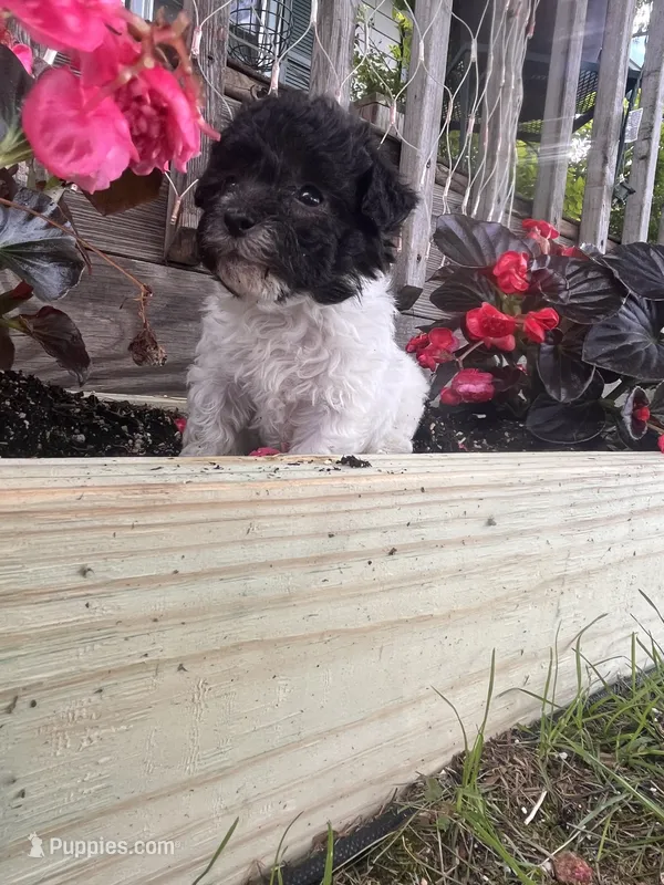 Bell – Yorkipoo puppy for sale in Cassville, MO