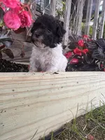 Bell, a female Yorkipoo for sale in Cassville, MO – 1 of 10