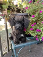 Lacy, a female Yorkipoo for sale in Cassville, MO – 2 of 10