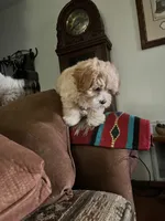 Oscar, a male Yorkipoo for sale in Cassville, MO – 2 of 10