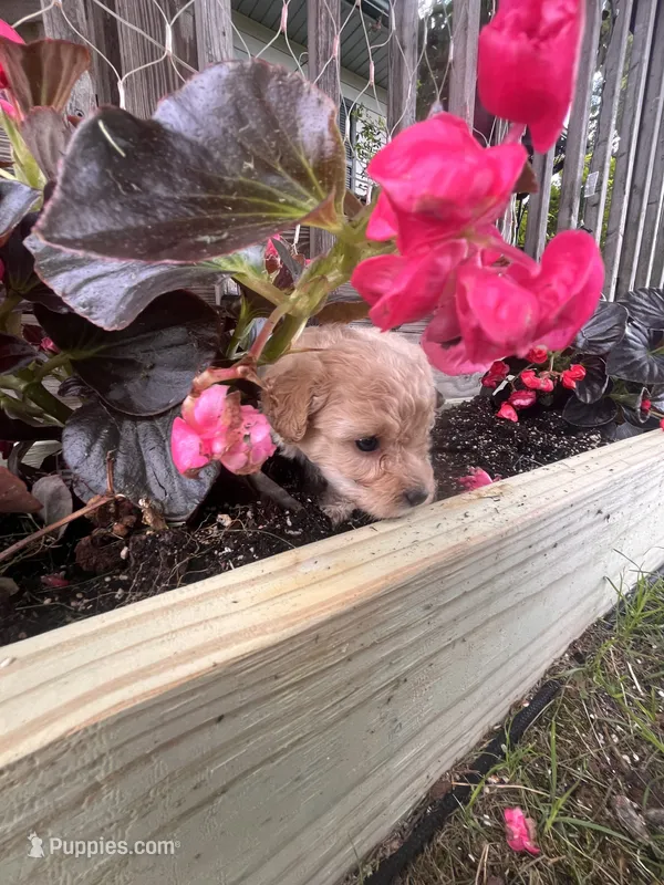 Leroy – Yorkipoo puppy for sale in Cassville, MO