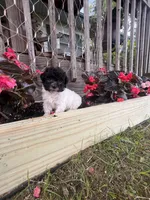 Bell, a female Yorkipoo for sale in Cassville, MO – 4 of 10