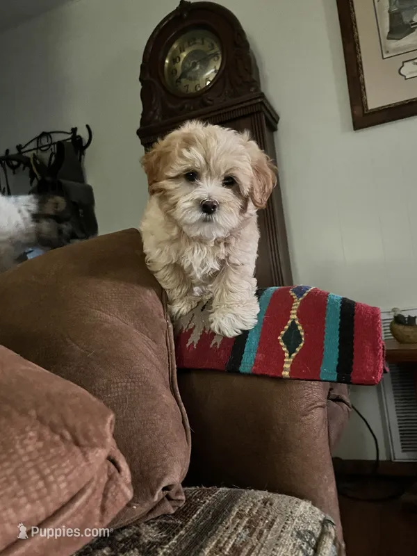 Oscar – Yorkipoo puppy for sale in Cassville, MO