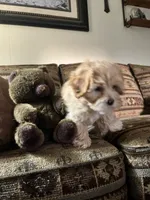 Oscar, a male Yorkipoo for sale in Cassville, MO – 8 of 10