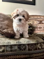 Oscar, a male Yorkipoo for sale in Cassville, MO – 10 of 10
