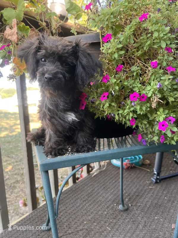 Lacy – Yorkipoo puppy for sale in Cassville, MO