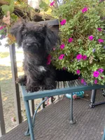 Lacy, a female Yorkipoo for sale in Cassville, MO – 1 of 10
