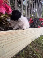 Bell, a female Yorkipoo for sale in Cassville, MO – 8 of 10