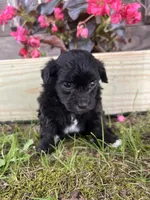 Pearl, a female Yorkipoo for sale in Cassville, MO – 7 of 9