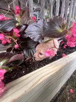 Leroy, a male Yorkipoo for sale in Cassville, MO – 4 of 6