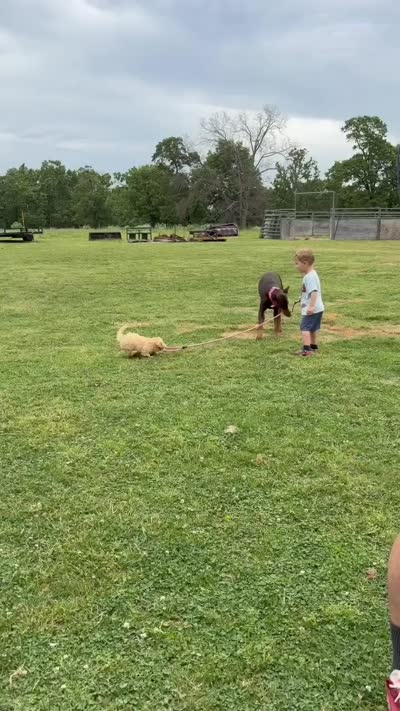 Oscar, a male Yorkipoo for sale in Cassville, MO – 10 of 10