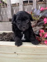 Pearl, a female Yorkipoo for sale in Cassville, MO – 3 of 9