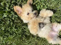 Saint, a male Poodle - Toy  for sale in Easton, CT – 2 of 3