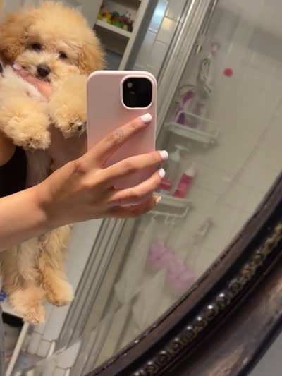 Saint, a male Poodle - Toy  for sale in Easton, CT – 3 of 3